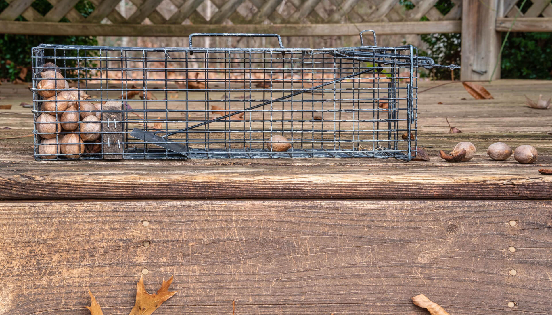 Professional-Wildlife-Control in Rockville