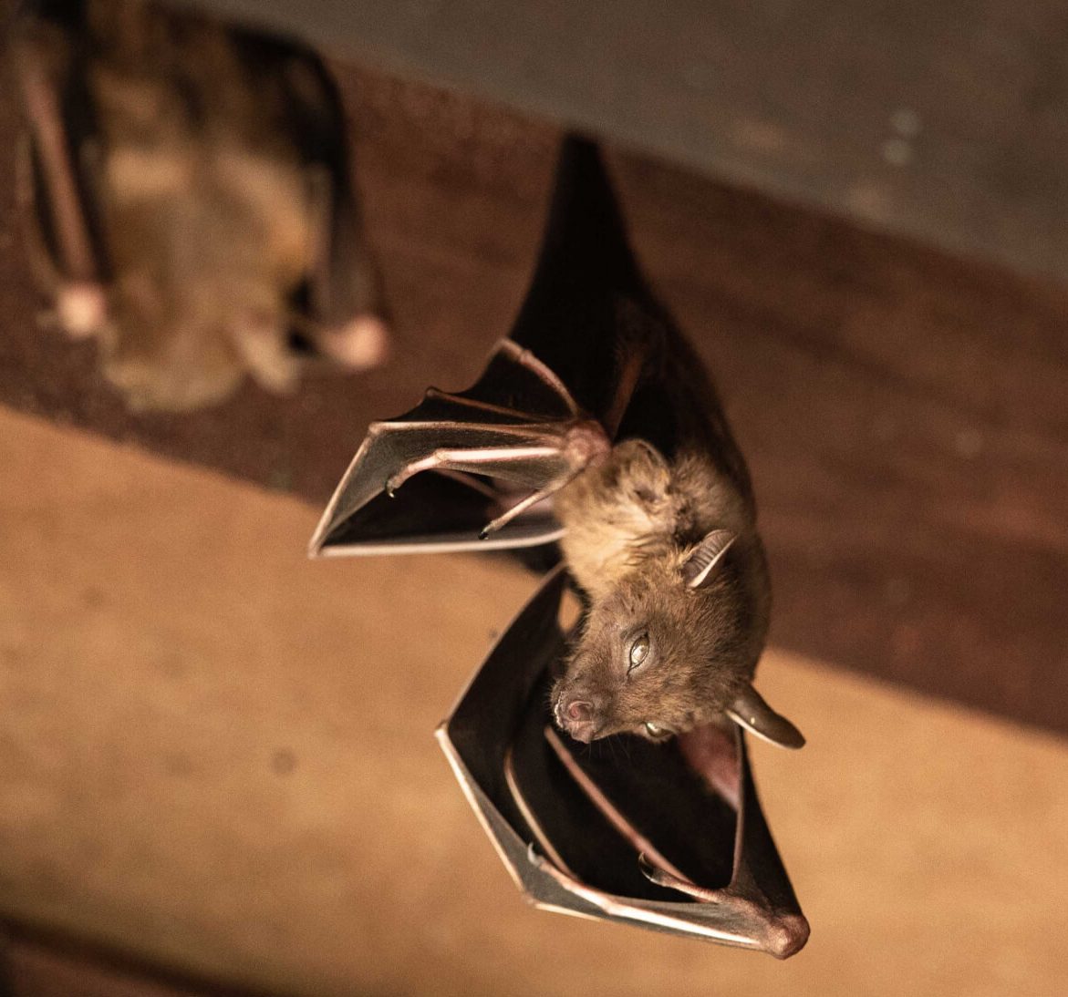 Wildlife-Bats in Rockville